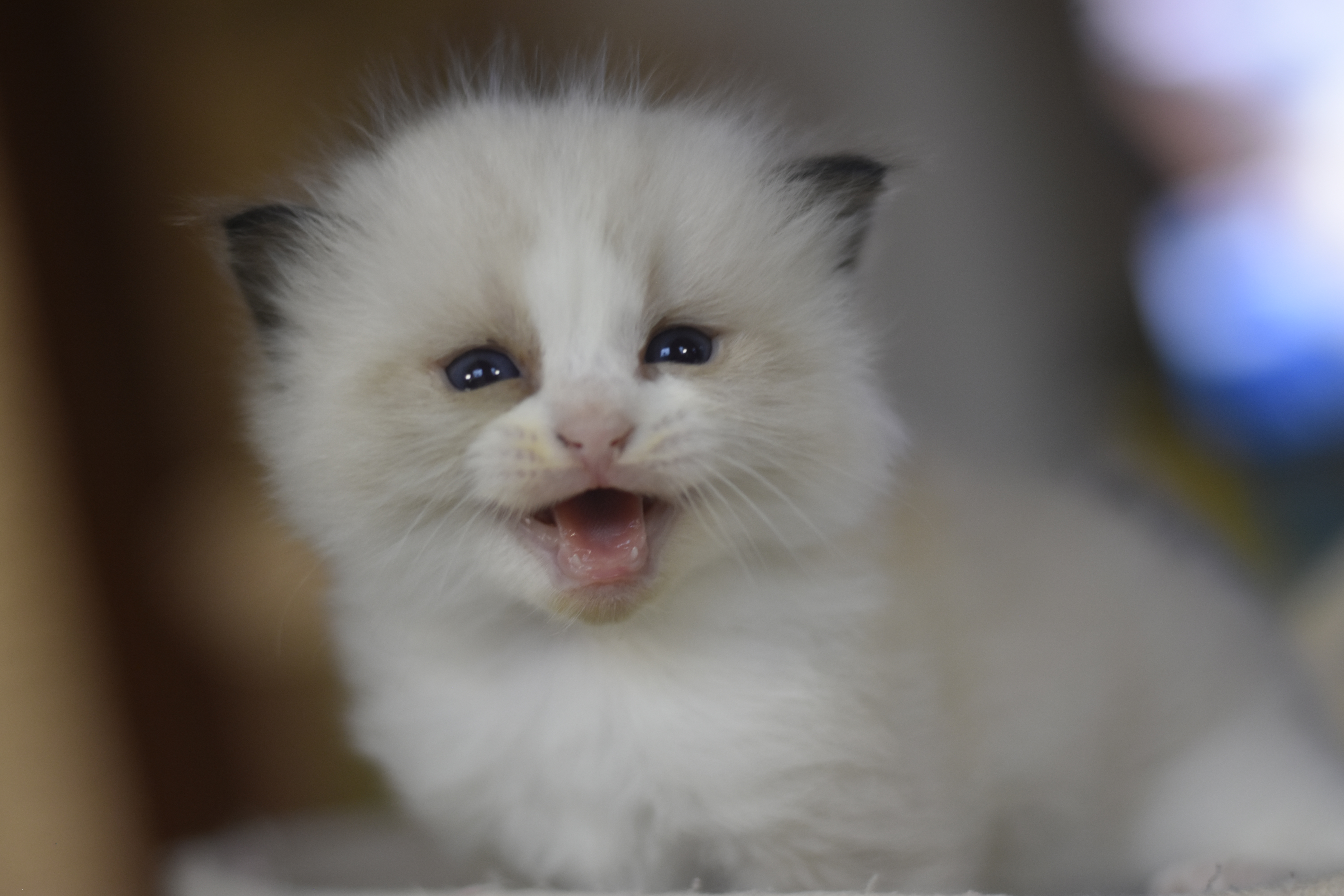 images/AvailableKittens/Tangara website.JPG